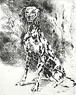 Dalmatian